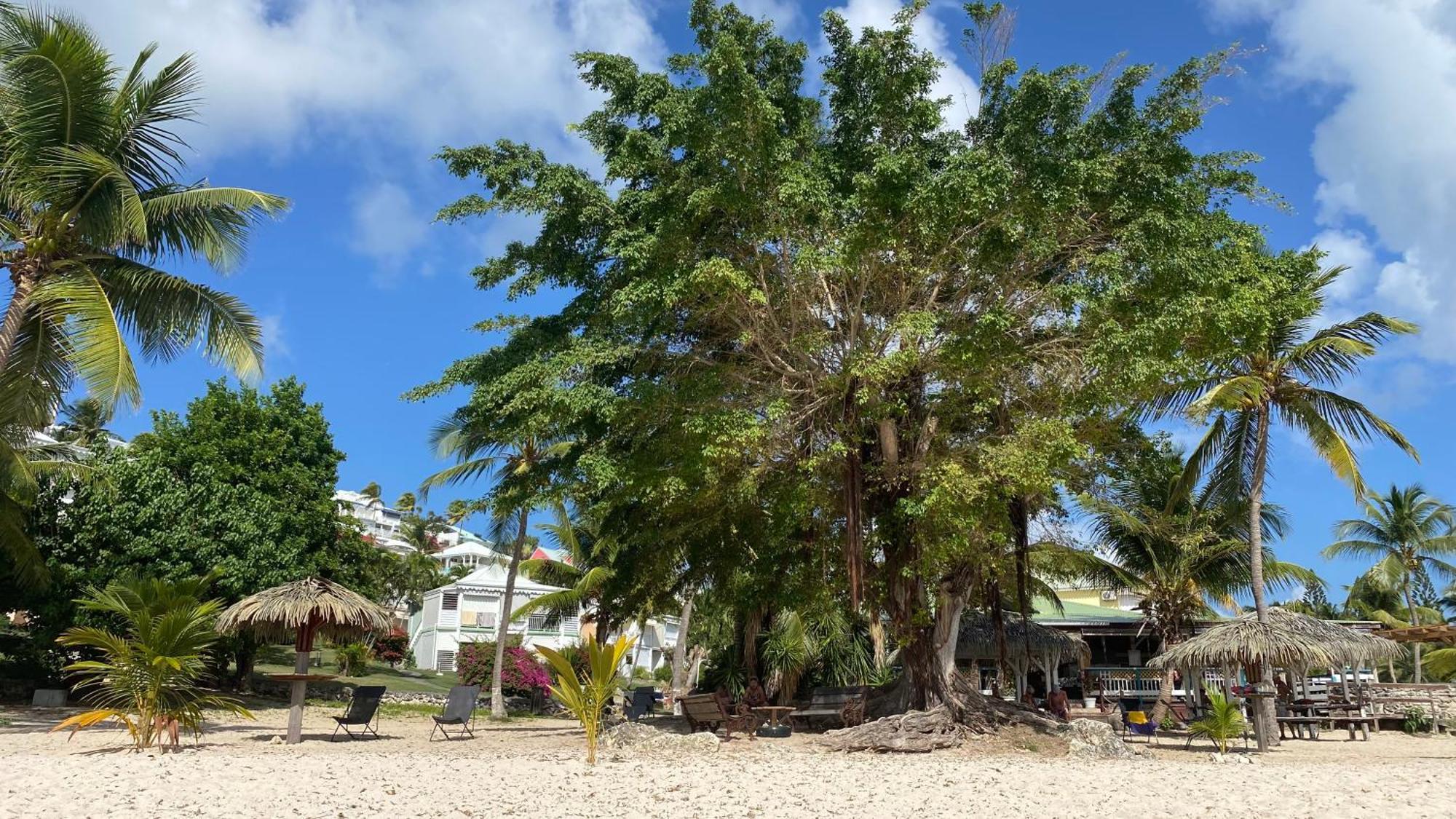 Le Kalinao, Anse Des Rochers Plage, Piscine Et Cocotiers Saint-Francois (Grande-Terre) Exterior foto